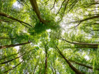 Waldstrategie 2050 Baden-Württemberg