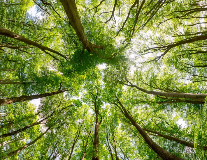 Waldstrategie 2050 Baden-Württemberg